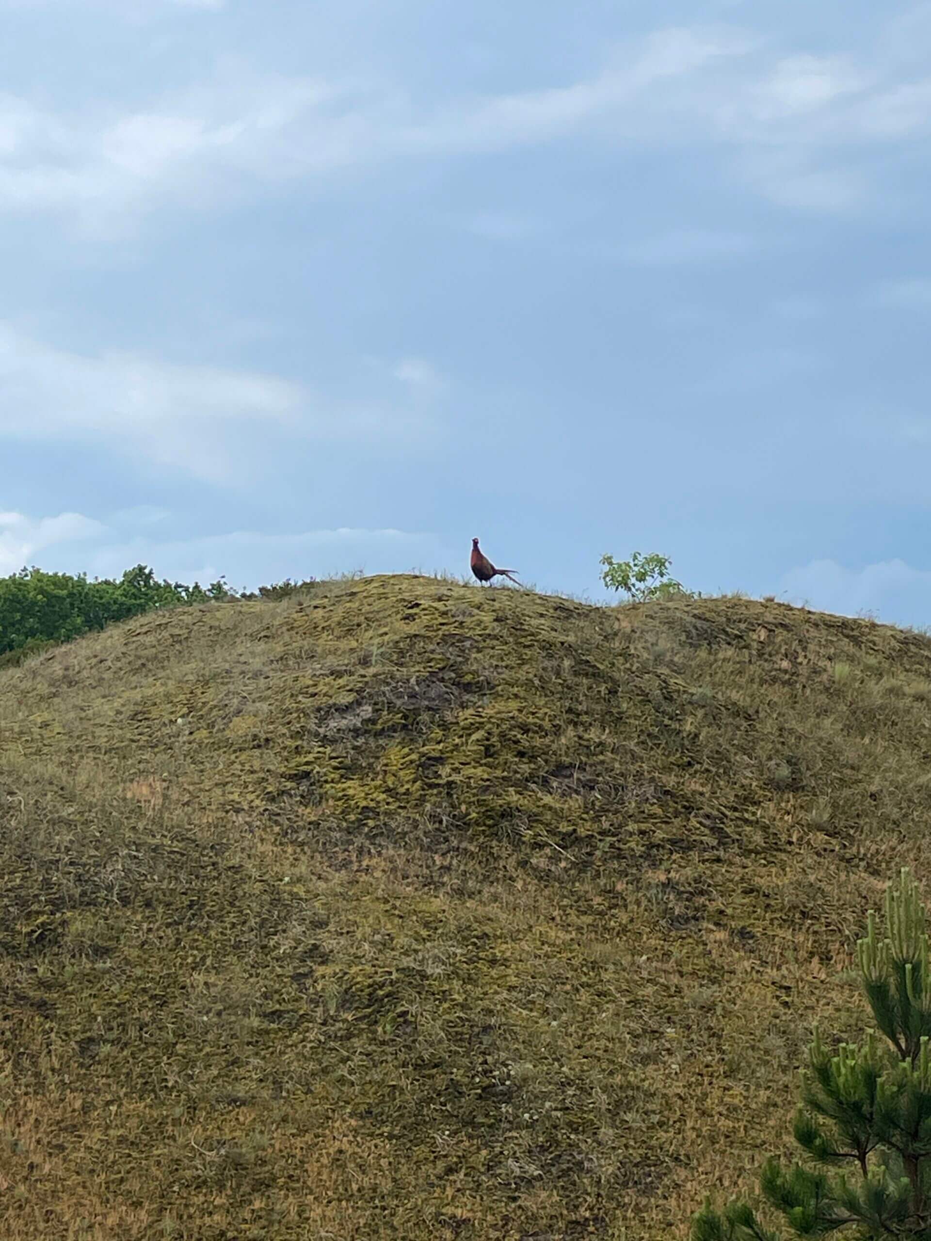 Fasan in der Dünen- oder Wiesenlandschaft auf Spiekeroog
