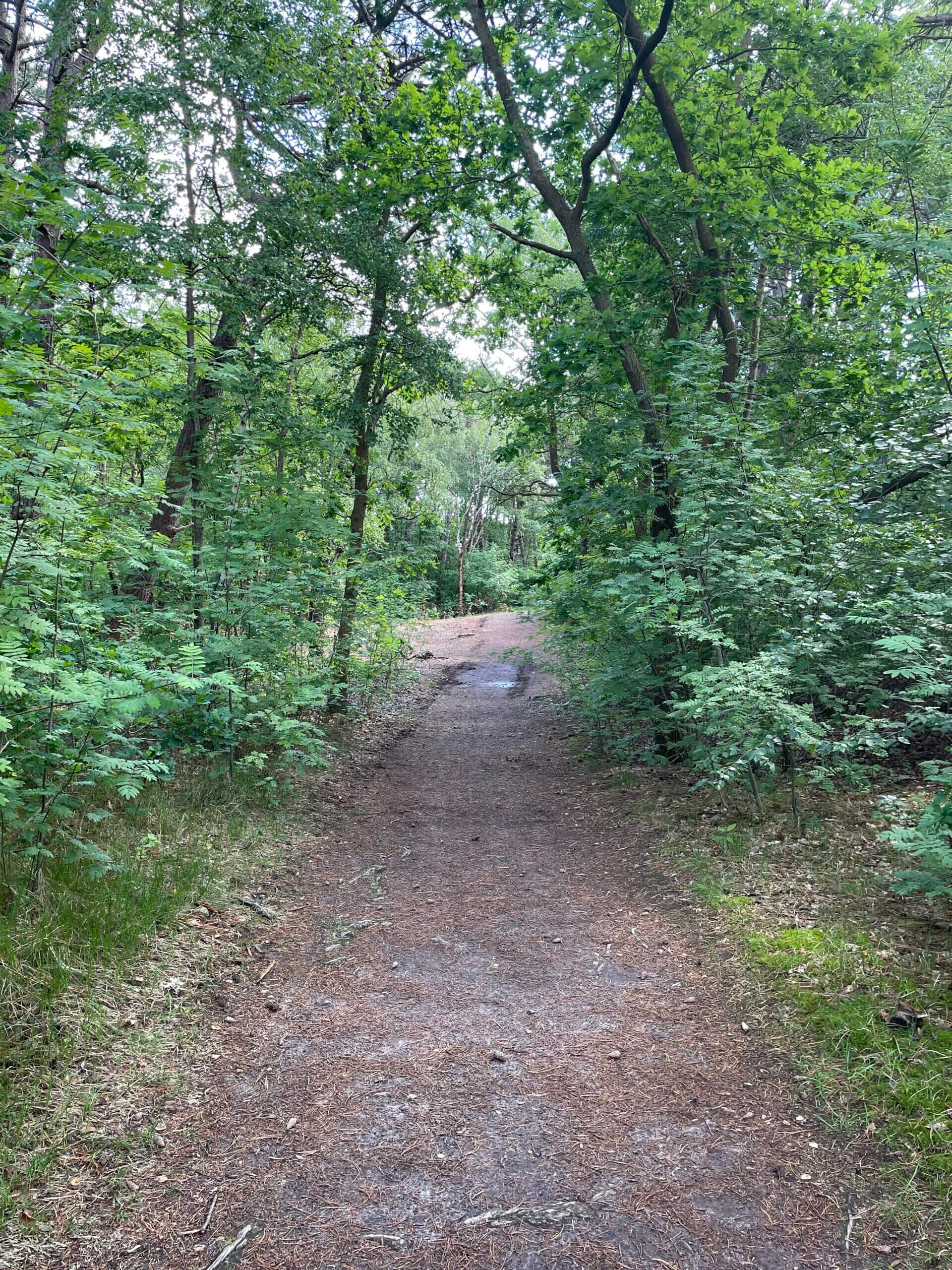Grüner Waldweg auf Spiekeroog im Sommer