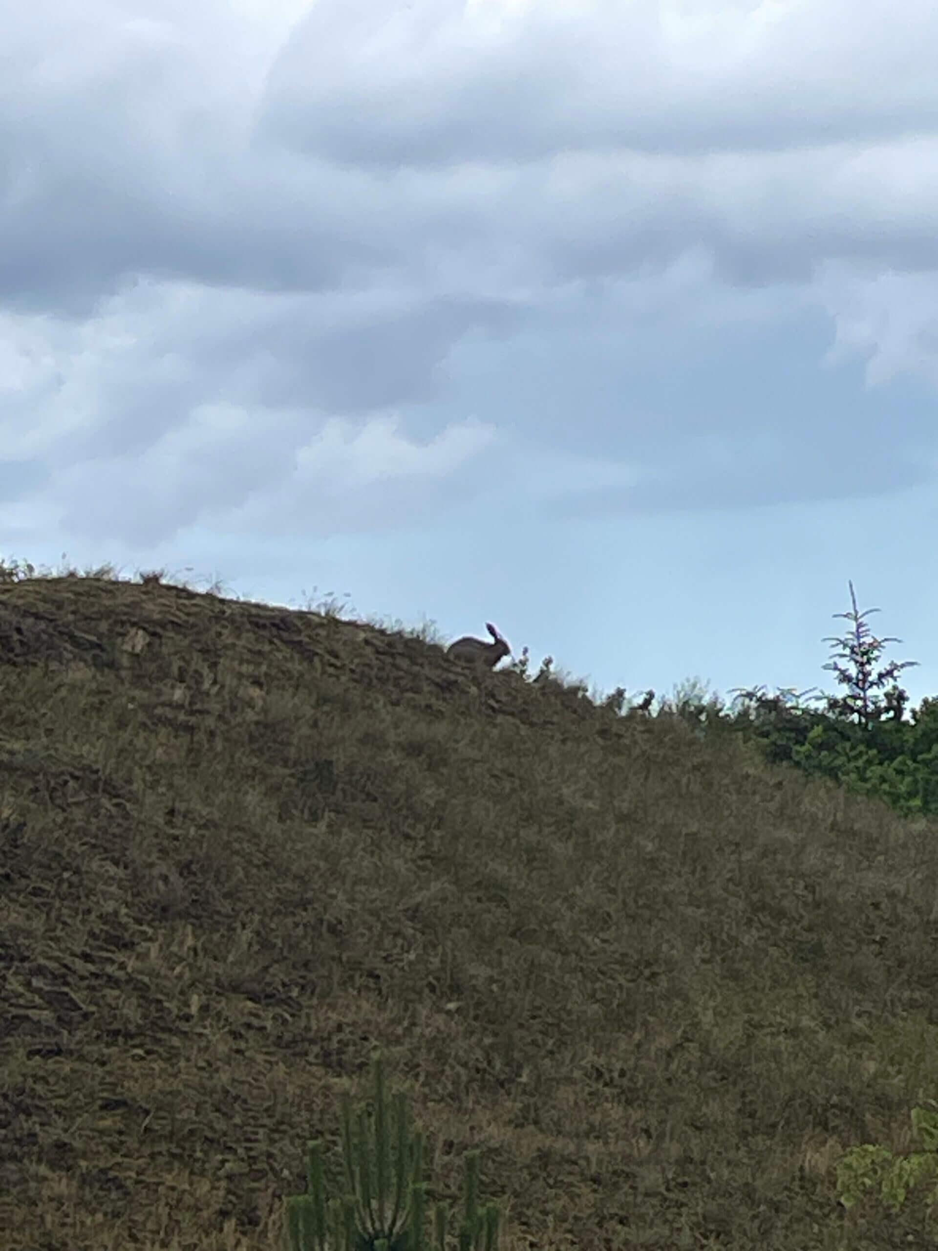 Hase in der Dünenlandschaft auf Spiekeroog