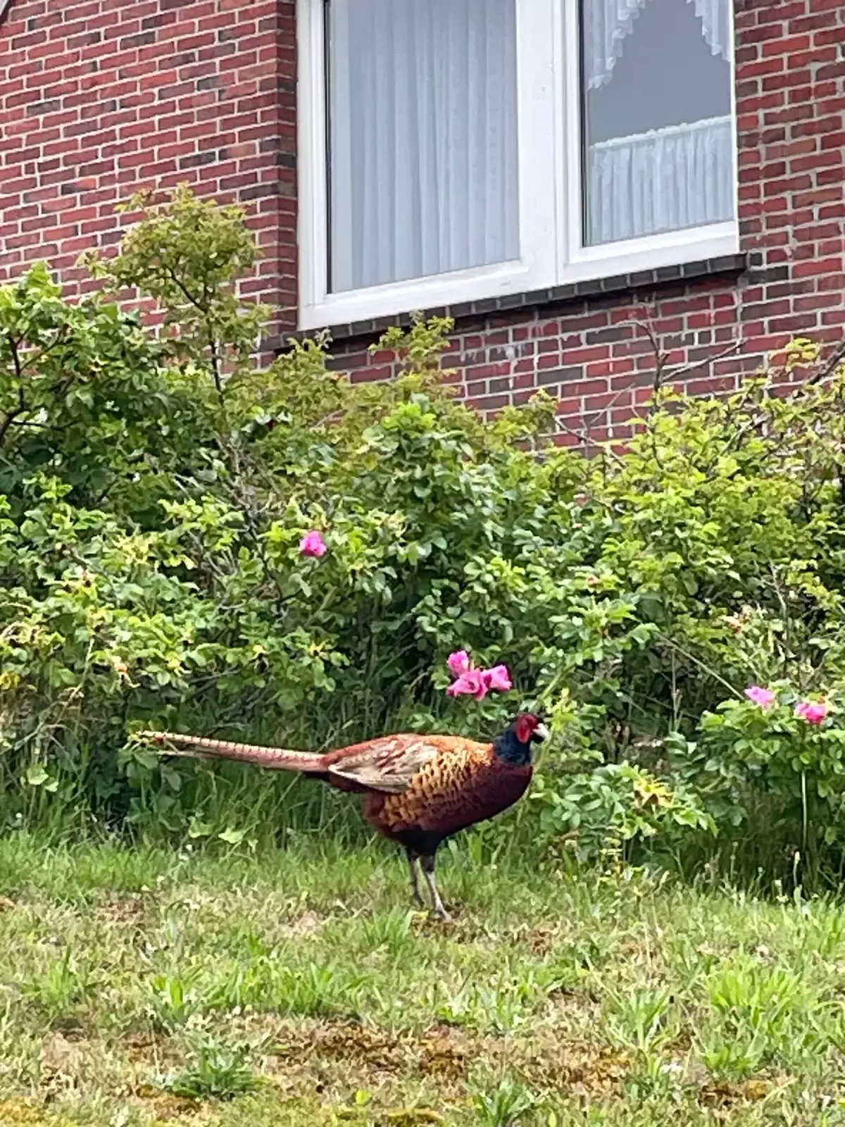 Fasan im Gras vor einem roten Backsteinhaus