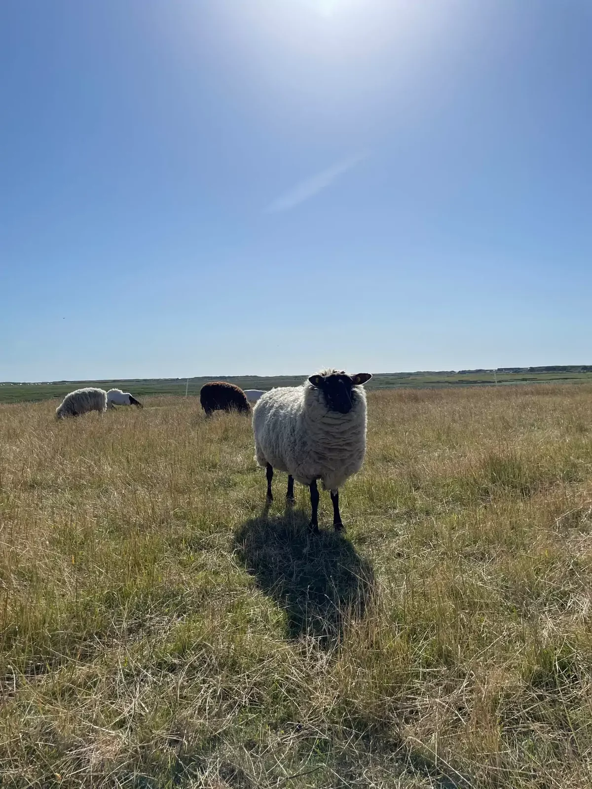 Schafe grasen auf einer grünen Salzwiese unter blauem Himmel auf Spiekeroog